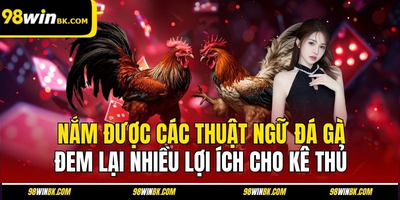 Nắm được các thuật ngữ đá gà đem lại nhiều lợi ích cho kê thủ